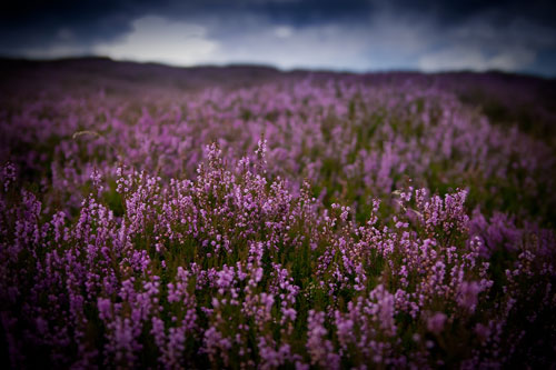 Stanage Edge - landscape photography